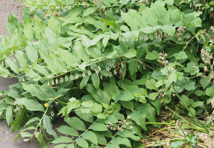 玉竹有哪些生態(tài)習(xí)性,對土壤和溫度有什么要求?