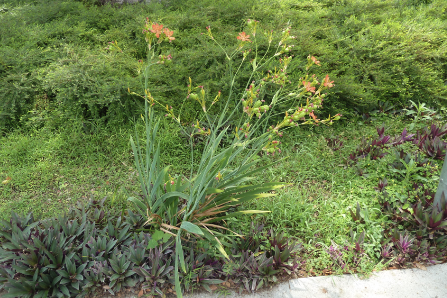 射干是什么植物,有哪些形態特點?