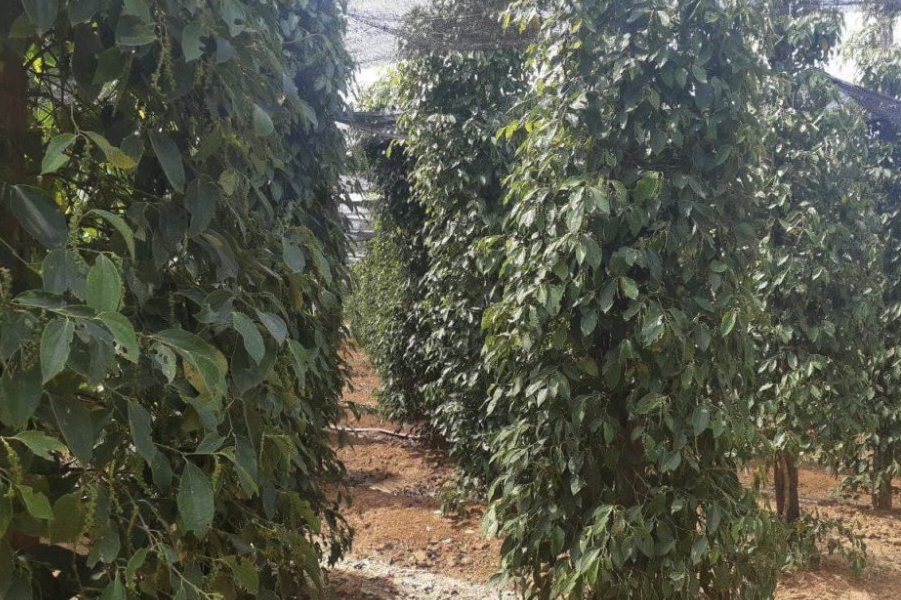 黑胡椒有什么形態特點,種植在哪些地區?