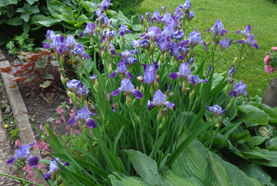 紫花鳶尾是什么植物,分布在哪些地區(qū)?