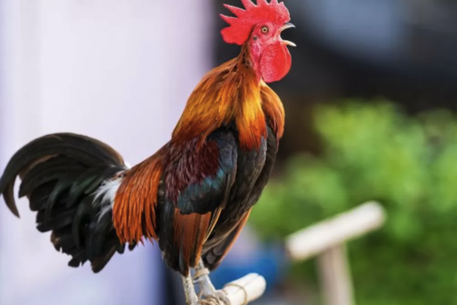 怎么分析雞的飼料營養成分?