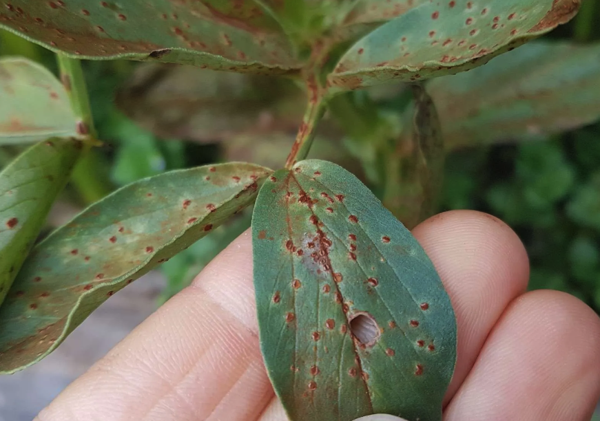 菜豆銹病如何進行防治,有哪些方法?