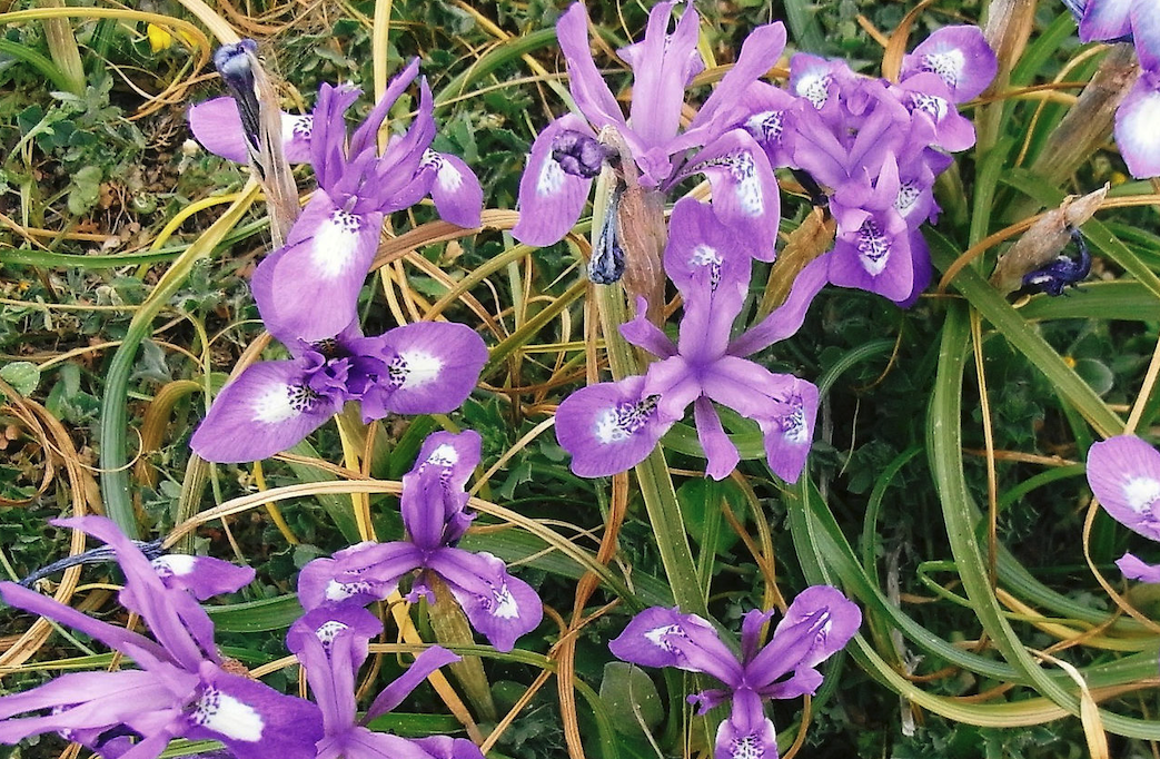 單花鳶尾對土壤和光照有什么要求?