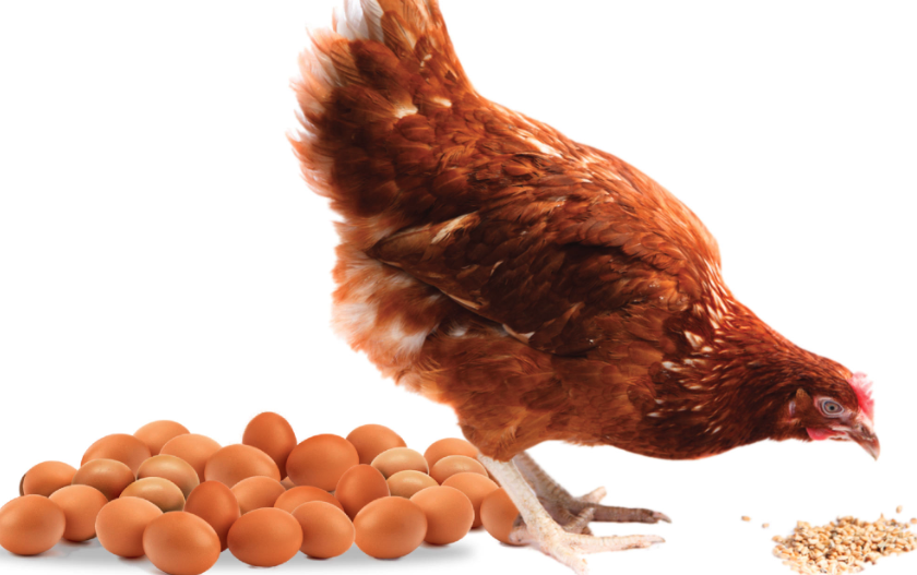 中型蛋雞飼料中鈣含量高的食物有哪些?