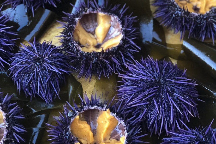海膽的口器結構是什么樣的?