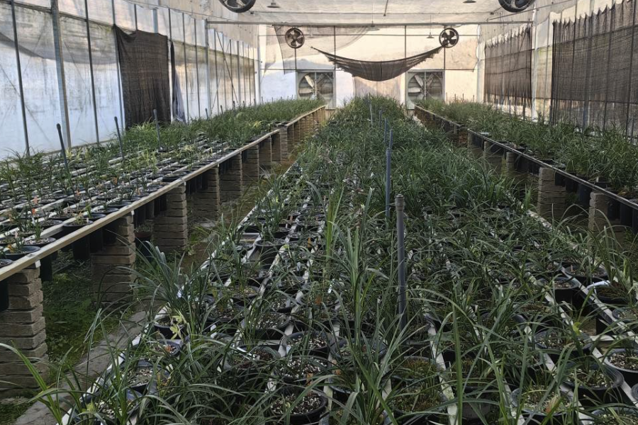 蘭花褐斑病的病菌是怎么傳播的?
