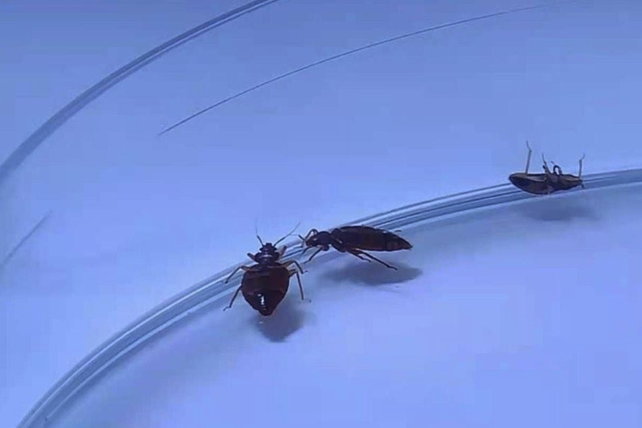 劍水虱是什么害蟲?
