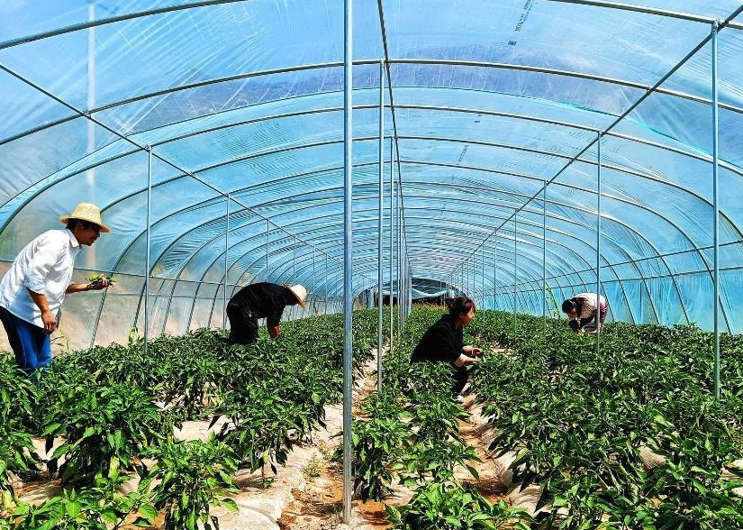 胡麻怎么進行栽種,需要準備什么?