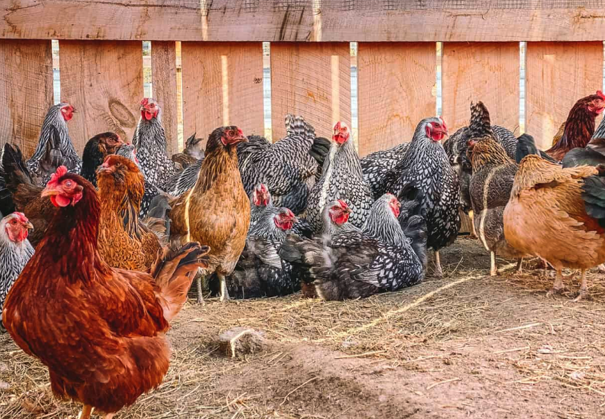 如何搭配褐殼蛋雞和白殼蛋雞的飼料,需要注意什么?