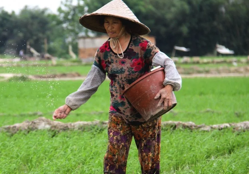 甘露子種植可以用農家肥嗎,有哪些好處?