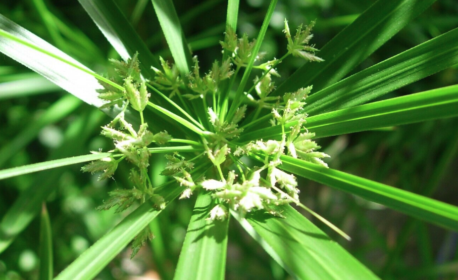 旱傘草的種植方法和注意事項?