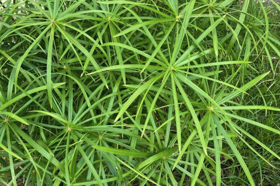 旱傘草的種植方法和注意事項?