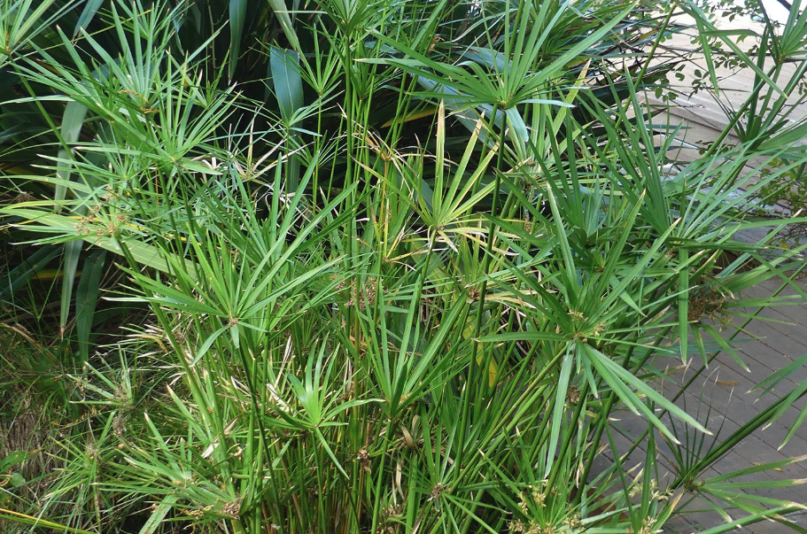 旱傘草怎么進行種子培育和催芽?