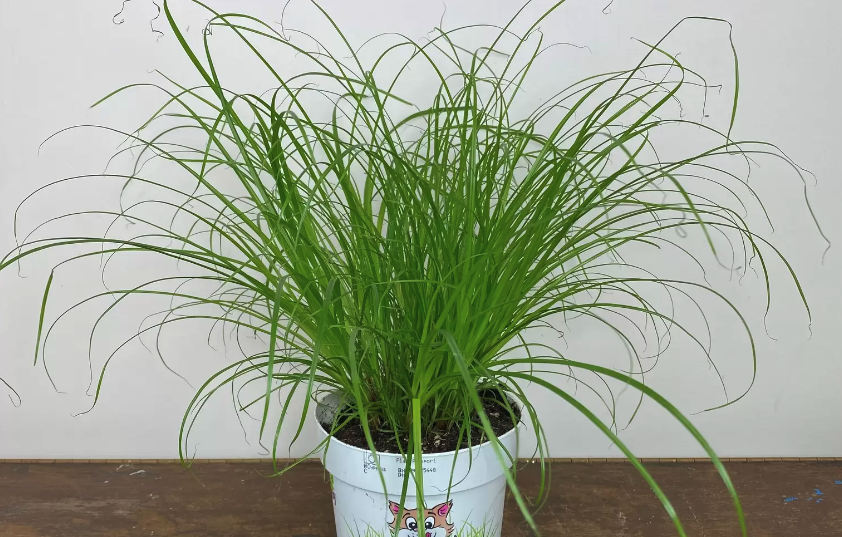 旱傘草怎么進行繁殖,需要注意什么?