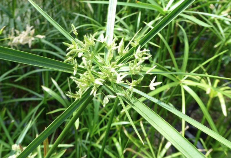 旱傘草是什么植物,有哪些形態(tài)特點?