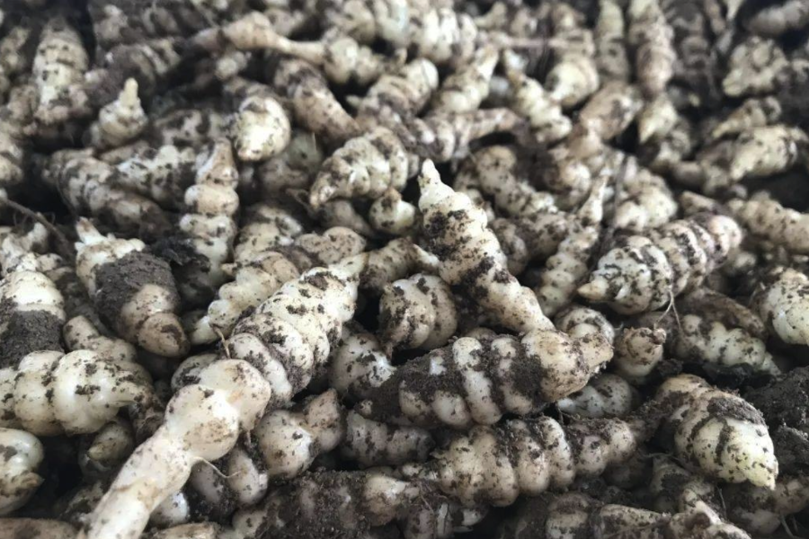 甘露子適合露天種植還是大棚種植,有什么不同?