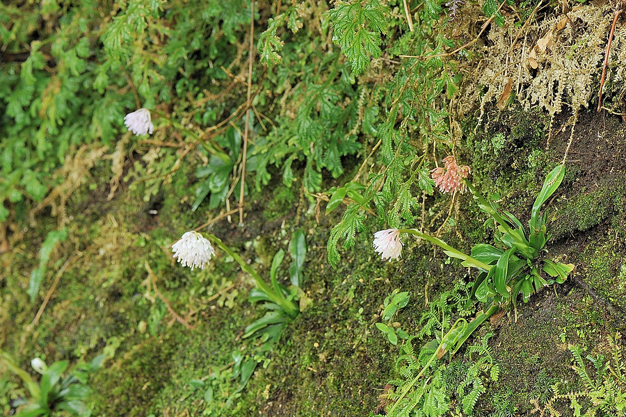 胡麻油是什么植物油,怎么榨取的?
