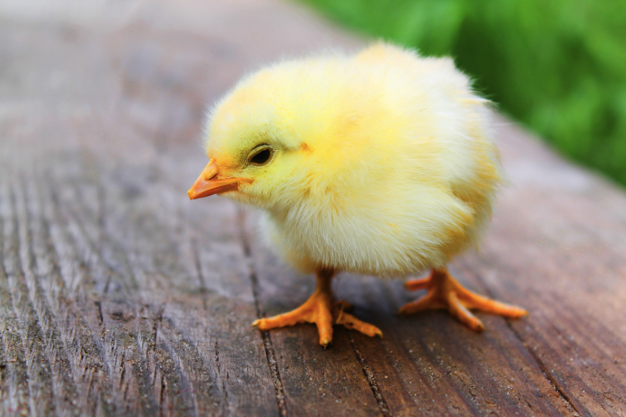 小雞羽毛粗糙飼料中加入泛酸有什么好處?