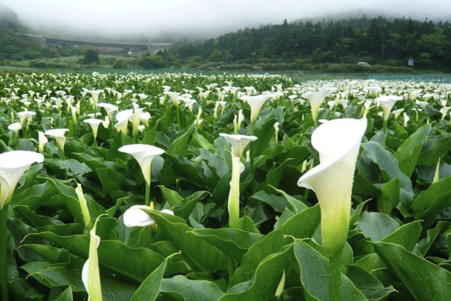 海芋是什么植物,有什么生態習性?