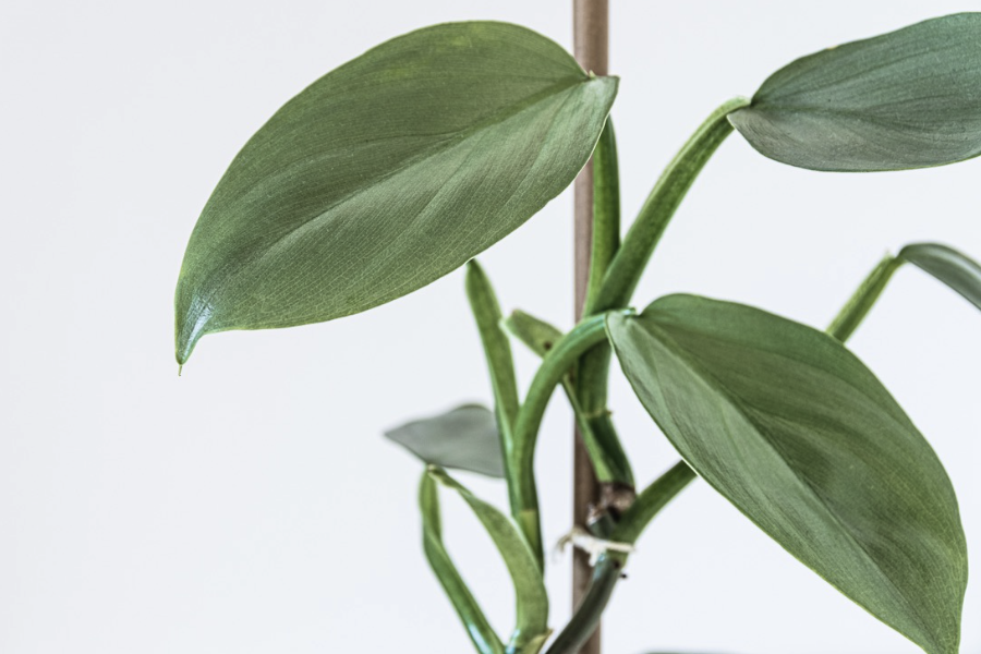 喜林芋是什么植物,有哪些形態特點?