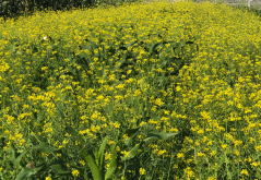 <strong>油菜怎么進(jìn)行花藥培養(yǎng)?</strong>