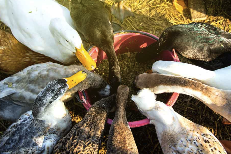 鴨子飼料中的水解羽毛粉是怎么處理的?