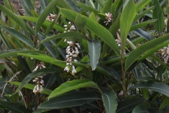 <strong>艷山姜是什么植物，有哪些形態(tài)特點?</strong>