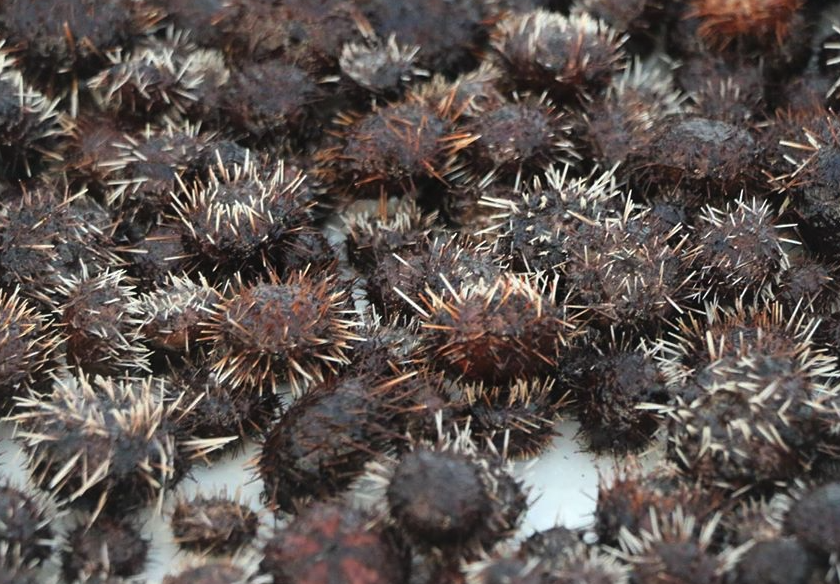 斜長海膽的存活率怎么樣,取決于哪些因素?