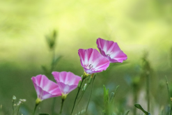 <strong>田旋花的種植方法和注意事項(xiàng)?</strong>