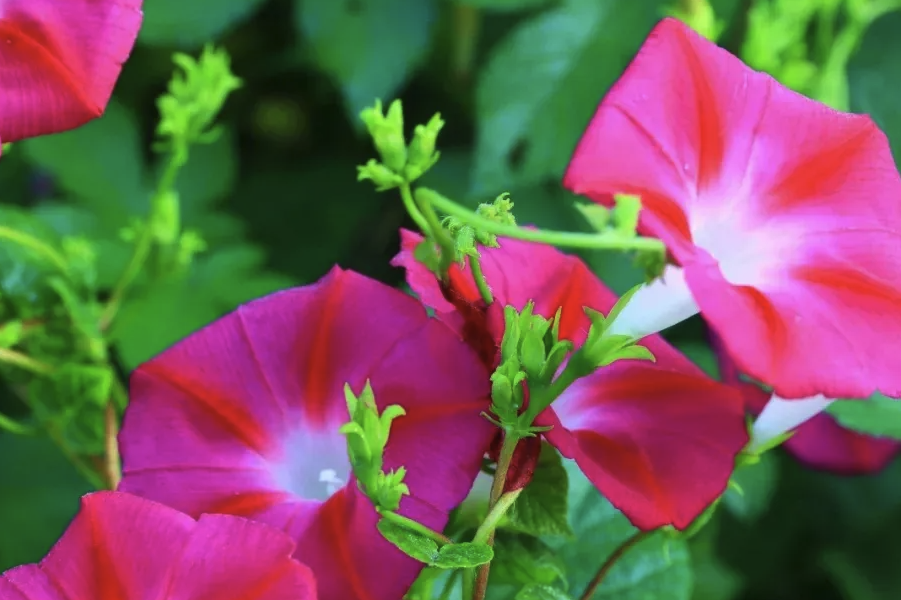 田旋花對生長環(huán)境有哪些要求,花期在什么時候?