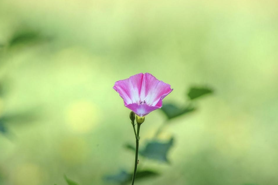 田旋花分布在哪些地區,有哪些生態習性?