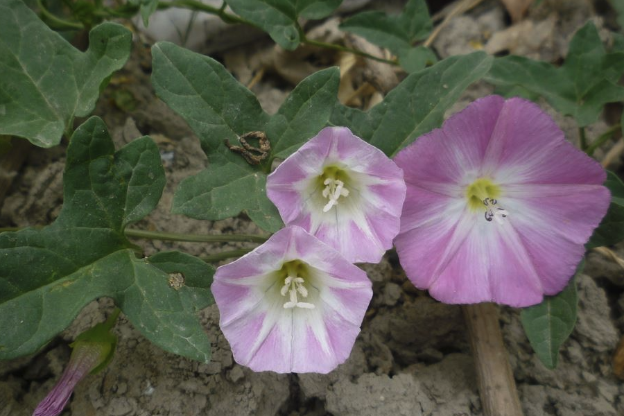 田旋花是什么植物,有什么特點(diǎn)習(xí)性?