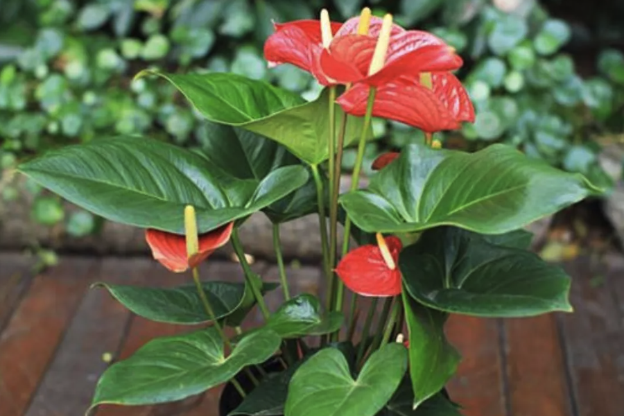 室內花卉的負離子數對人體有哪些好處?