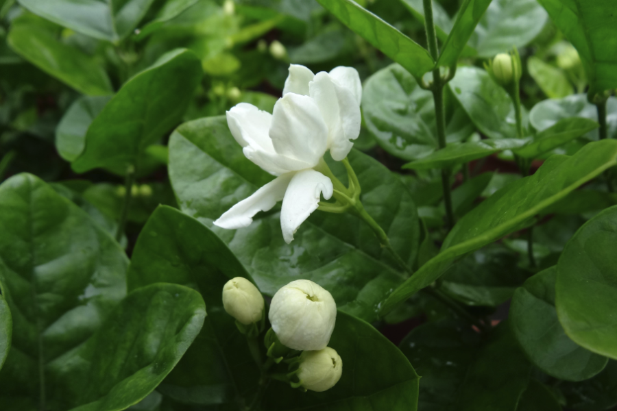 茉莉花的香味為什么可以減輕頭暈?