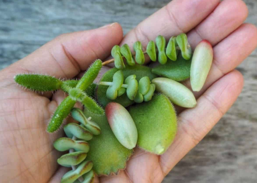 驢蹄草怎么進行插枝繁殖,需要注意什么?