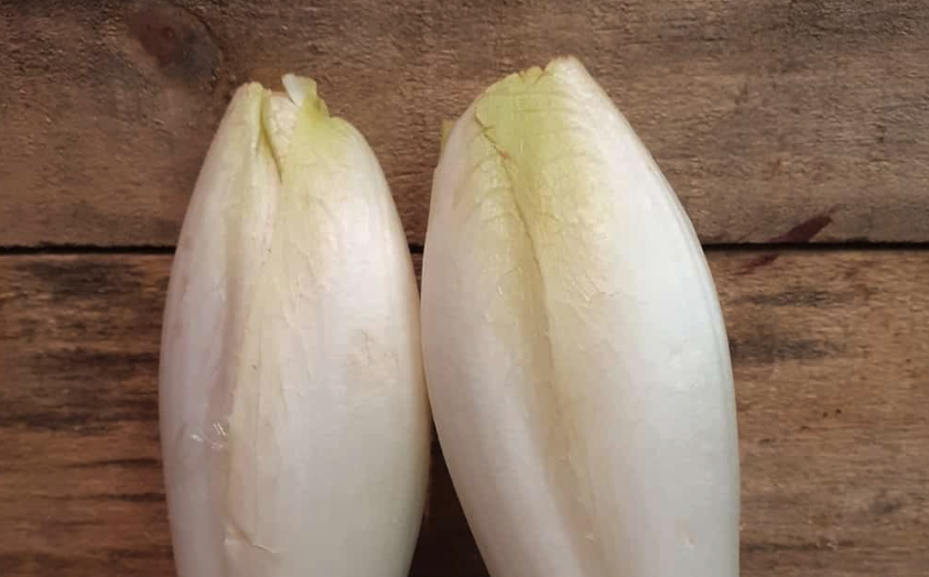 玉蘭菜怎么進行繁殖?