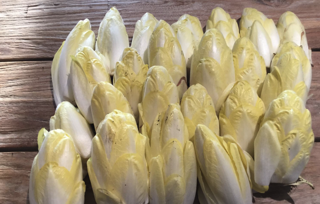 玉蘭菜的生長周期多久,對生長環(huán)境有什么要求?