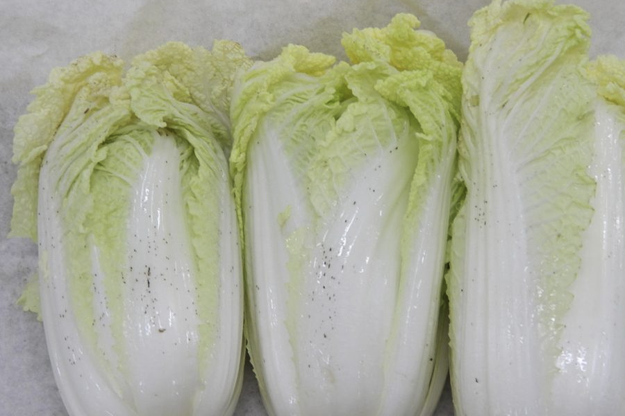 大白菜幼苗在無機鹽濃度低的培養基中有哪些好處?