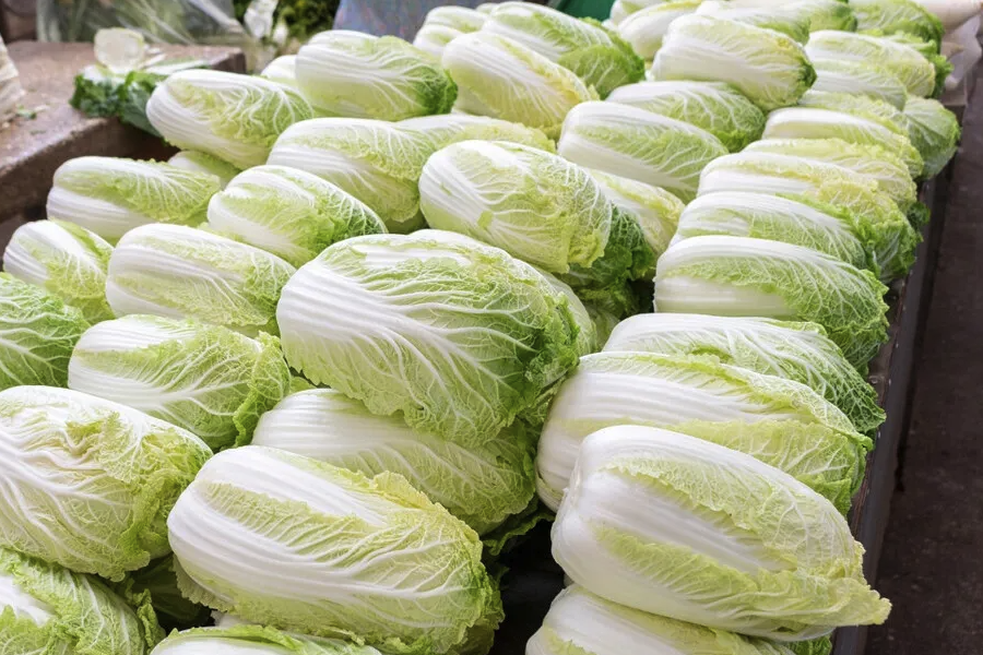 大白菜怎么通過愈傷組織獲得再生植株?