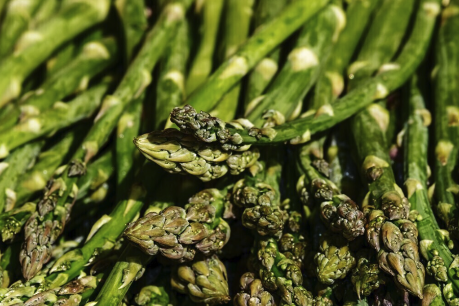 石刁柏是雌雄異株植物,有什么特點?