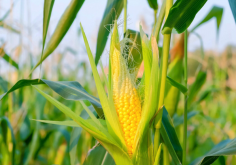 <strong>玉米種植高密度對產(chǎn)量有哪些影響?</strong>