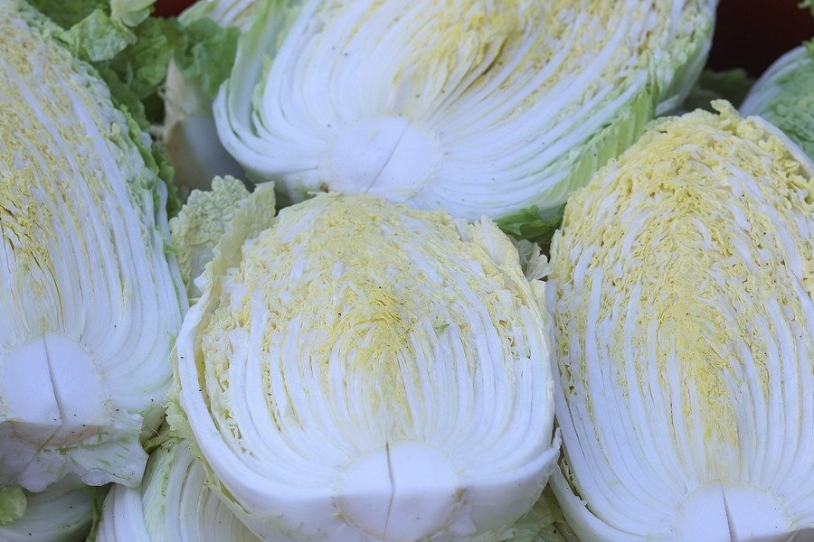 白菜原生質(zhì)體怎么進(jìn)行表面滅菌?