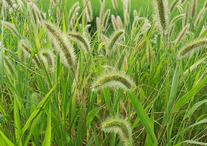 金色狗尾草可以用草甘膦消滅嗎,需要注意什么?