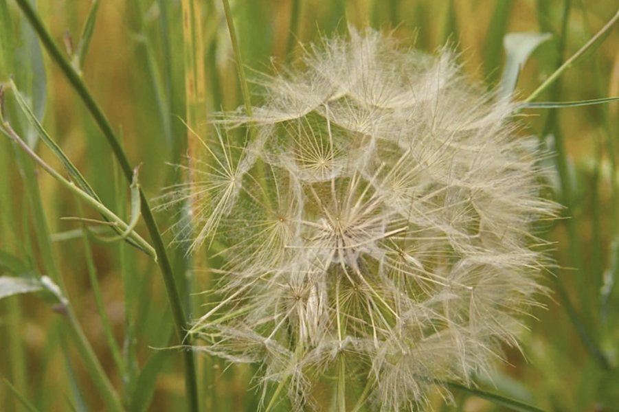 花粉和小孢子散落花粉法是怎么操作的?