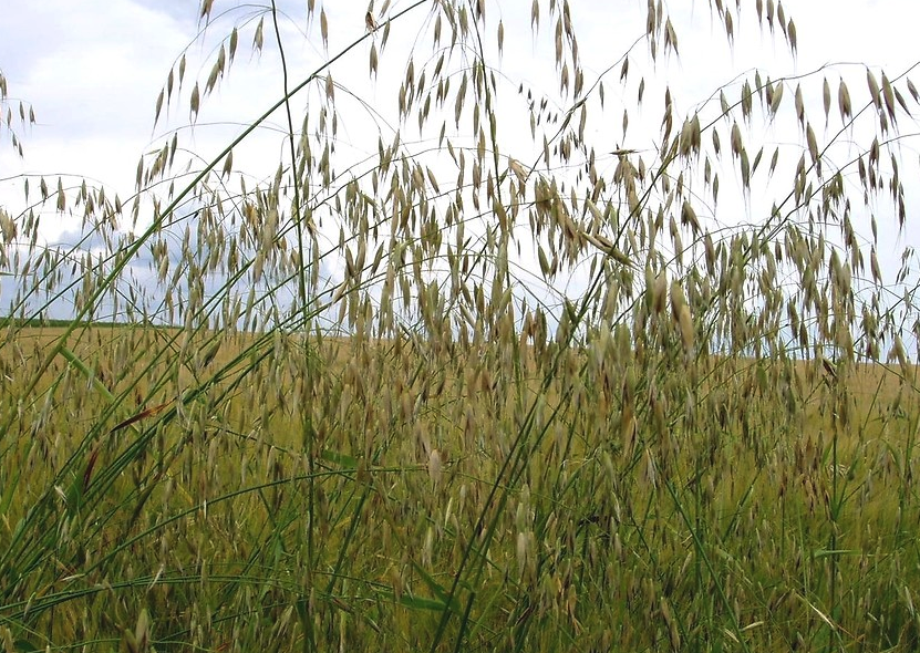 野燕麥分布在什么地區(qū),有哪些形態(tài)特點(diǎn)?