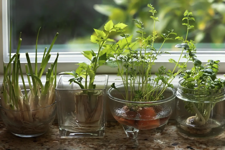 植物原生質體培養中調節劑是什么?