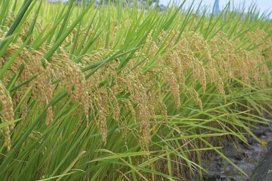 巴斯馬蒂稻的種植方法和注意事項(xiàng)介紹?