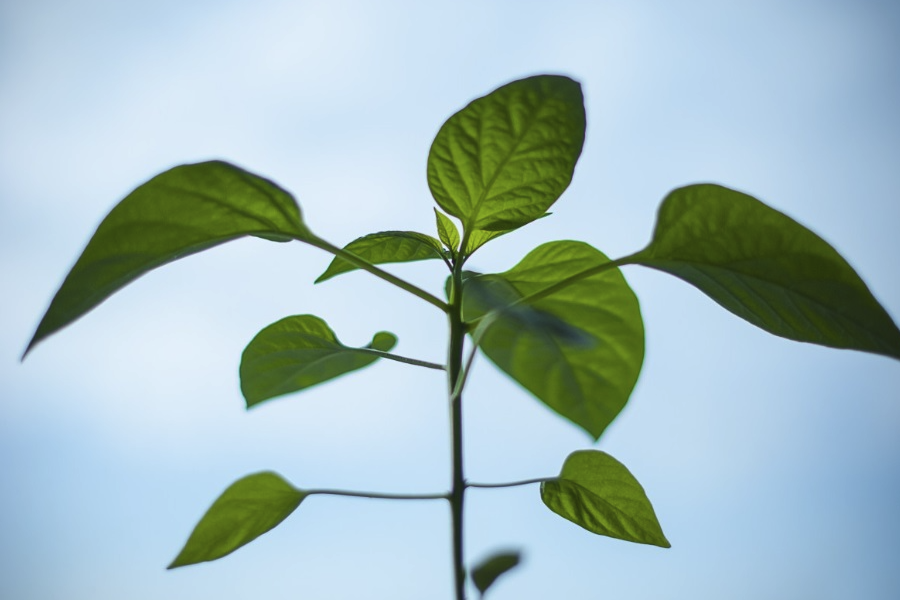 植物收到氟害的典型癥狀有什么?