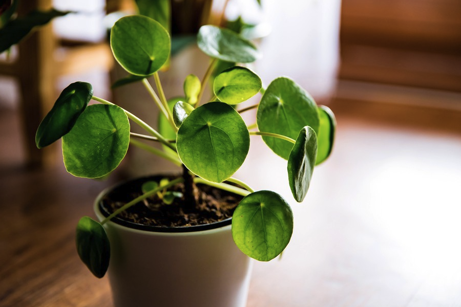 植物原生質體電融合需要注意什么?