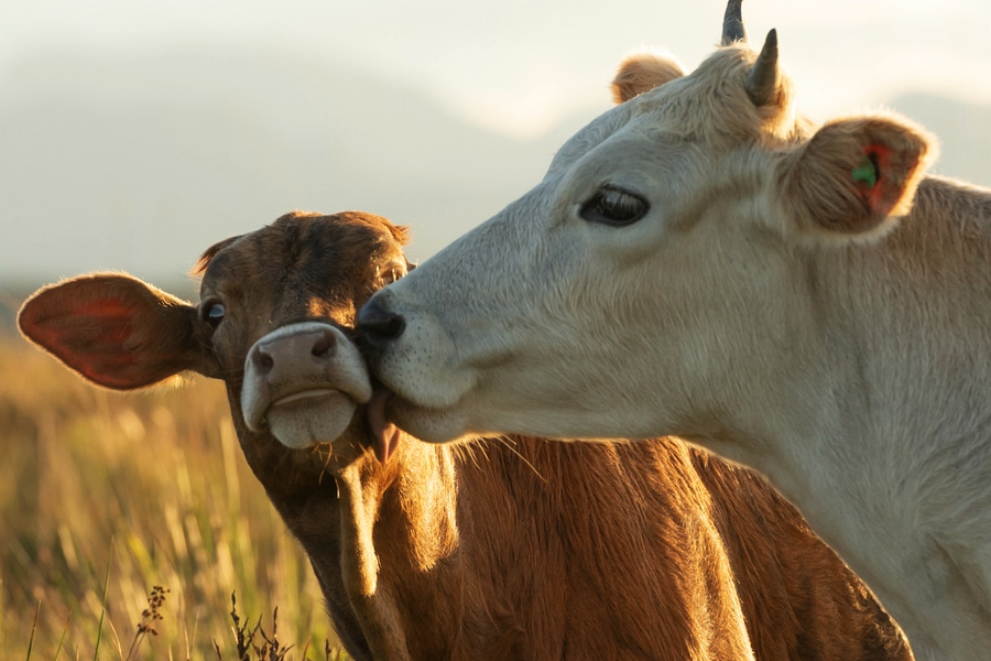 牛的動物性蛋白質飼料主要包括哪些?